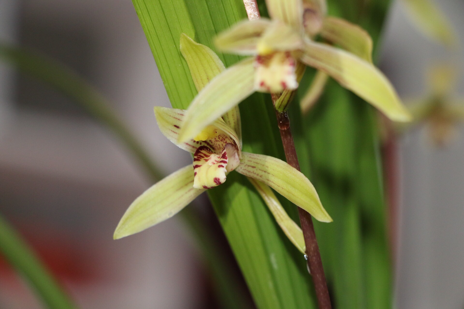 建兰小桃红花苞多长时间能打开,建兰小桃红带花苞能养活吗