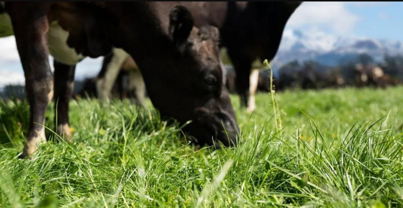 双十一蒙牛纯牛奶整箱24盒,双十一无糖纯牛奶官方旗舰店