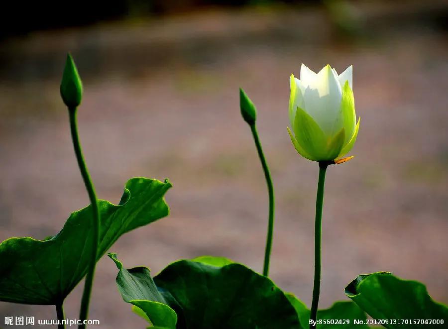 佛系最唯美的荷花图片,清新淡雅的荷花图片大全
