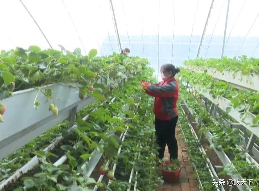 沿滩党员干部奋战一线抗疫保春耕,抗疫与春耕生产党员大会