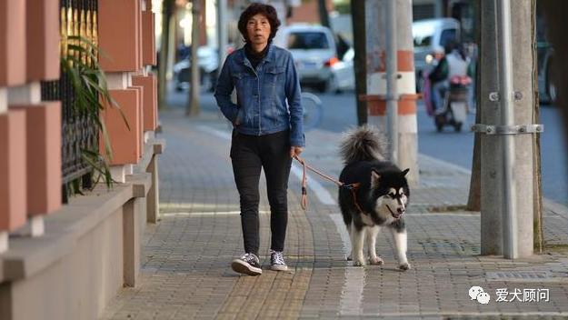 带狗狗遛弯乱捡东西吃,怎样训狗狗拉布拉多不乱捡东西吃