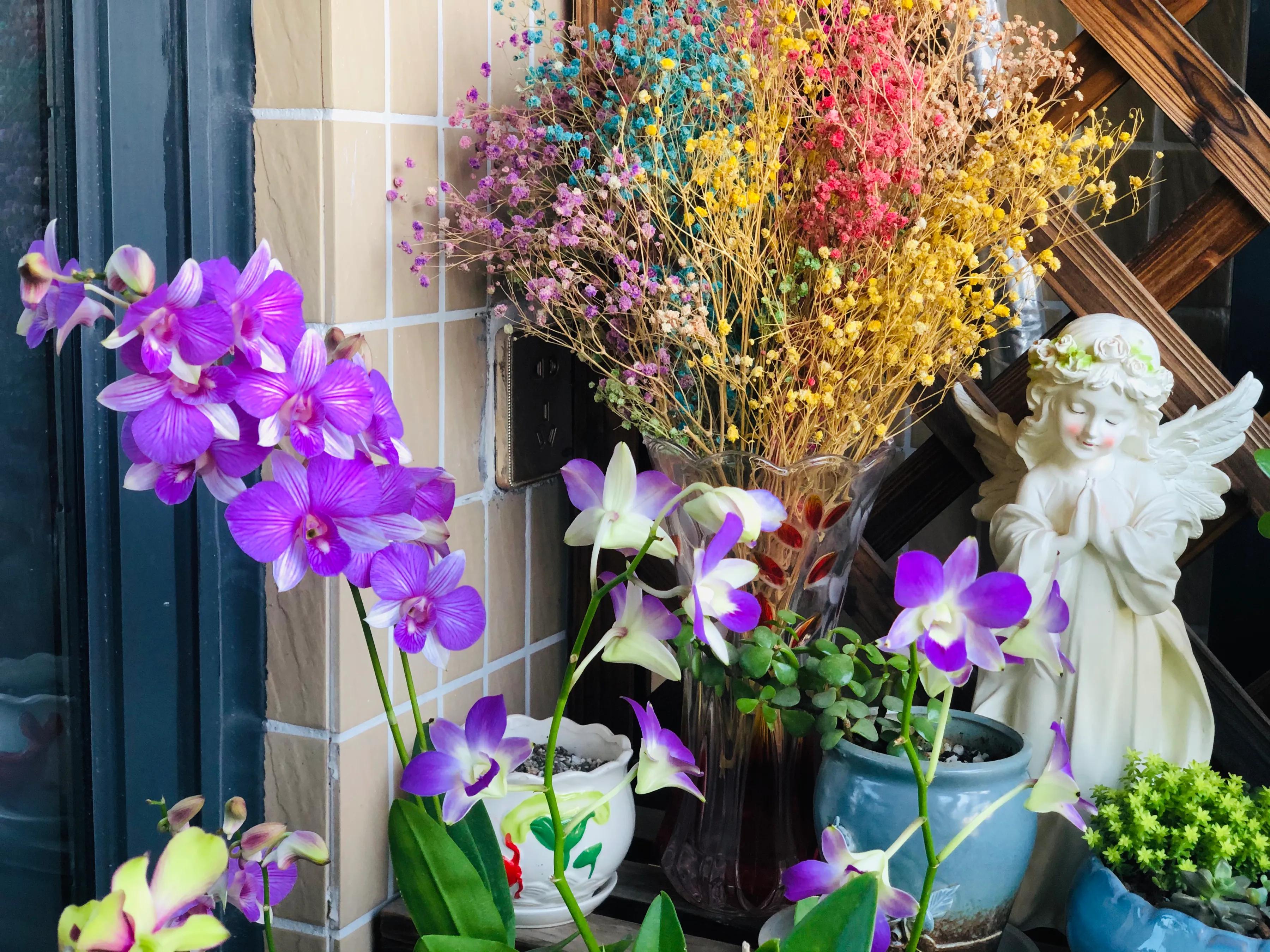 蝴蝶石斛兰怎么养,盆栽里长得像蝴蝶花的是什么花