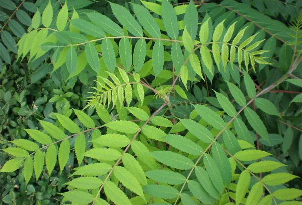 臭椿嫩芽,臭椿原产于哪里