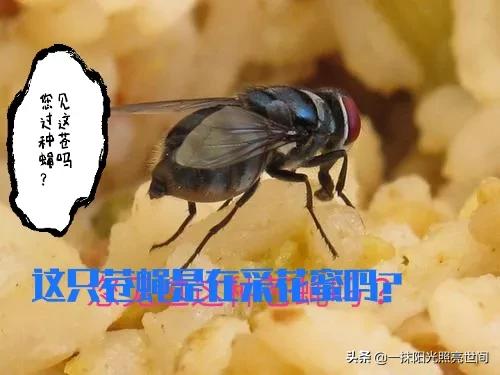 农村生活有几个人能懂,农村你了解多少