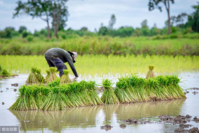 杂交水稻如何撒种,杂交水稻的种植技巧