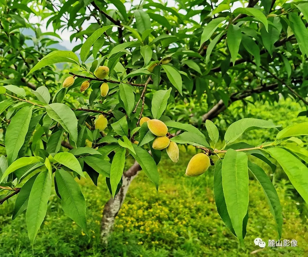 向往田园生活和体验往往有差距,向往田园生活却又逃避田园生活