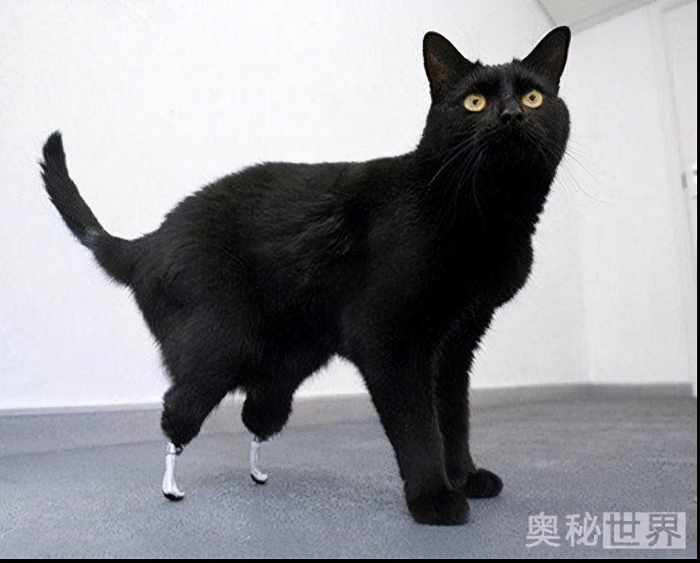 世界上最真实的小宠物图片,世界上最牛的小宠物图片