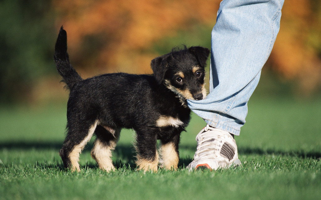 狗狗咬裤脚是什么预兆,狗狗老是咬腿上的毛怎么办