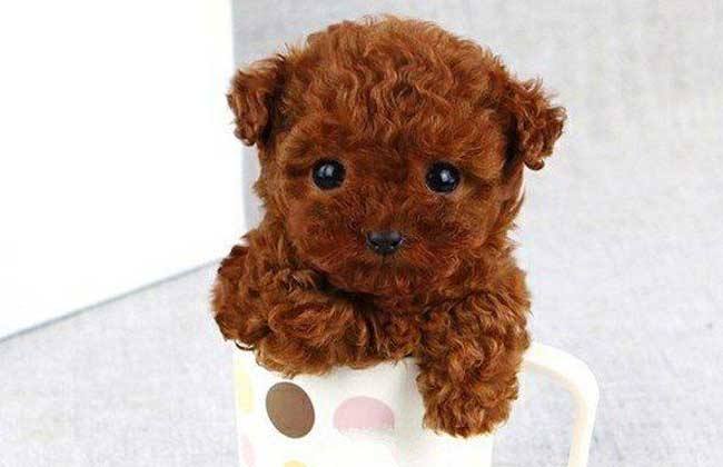 宠物狗来大姨妈怎么给它处理,狗狗新手铲屎官