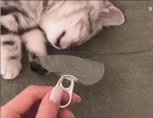 猫咪界干饭王,喵界干饭王