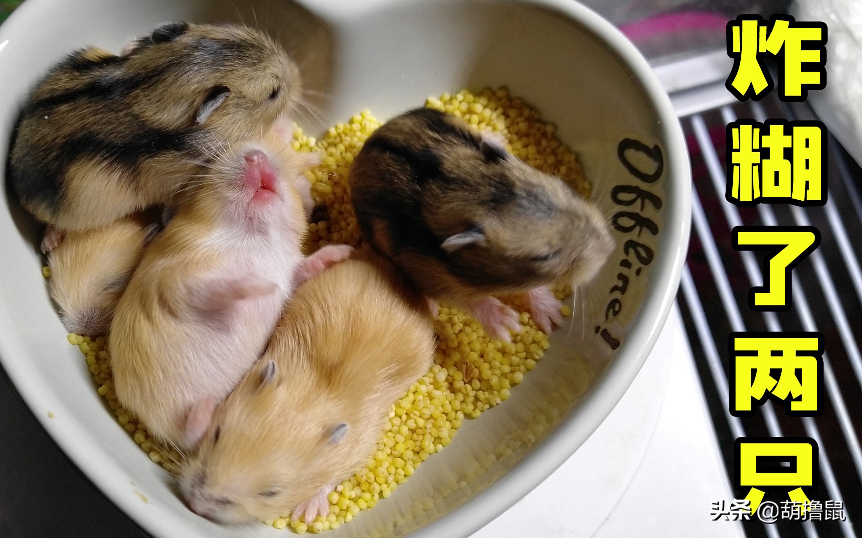 仓鼠繁育注意事项,仓鼠怀孕后的注意事项