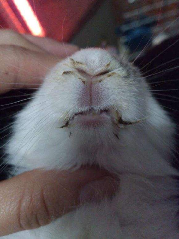 兔子耳螨性中耳炎歪头怎么治疗,兔中耳炎怎么治疗