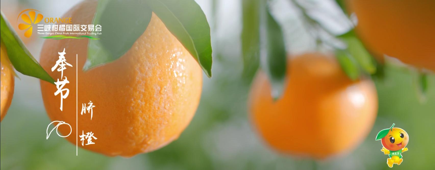 世界柑橘起源地竟在重庆，种植历史超4000年，曾是宫廷贡品