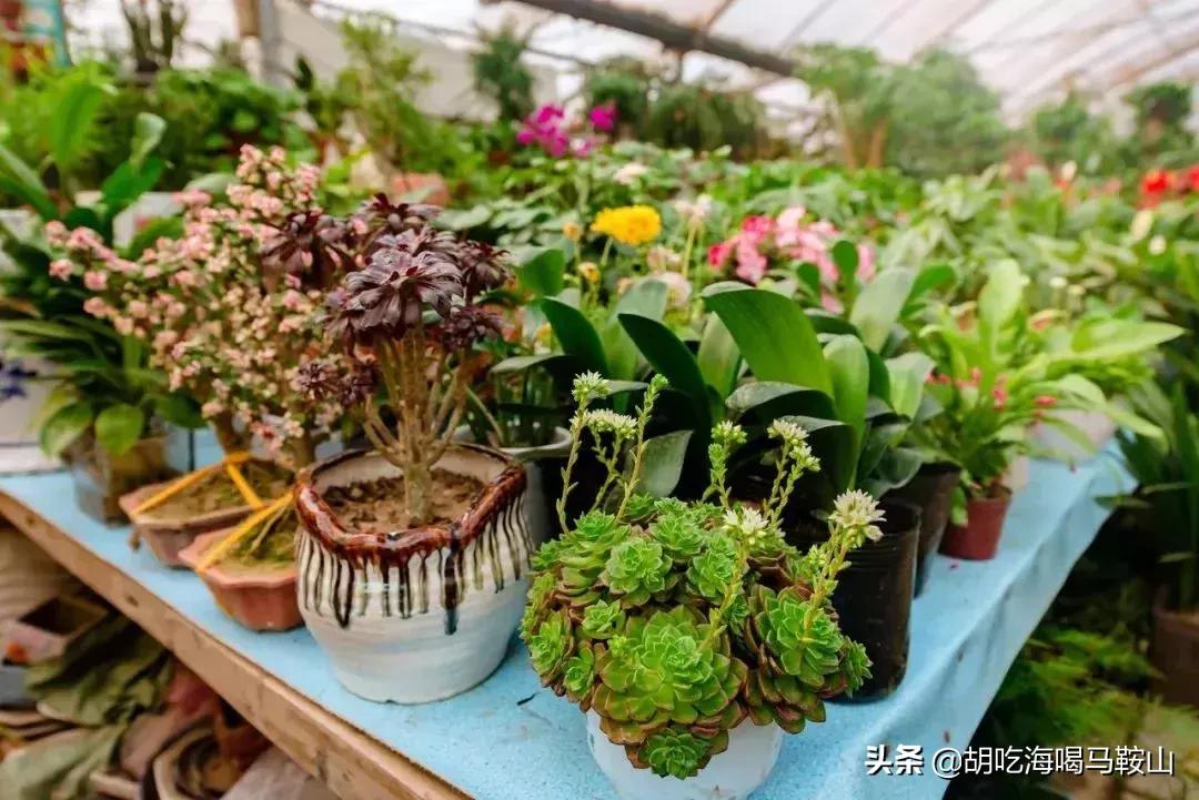 逛遍安徽各个市,安徽省马鞍山附近的大型花市