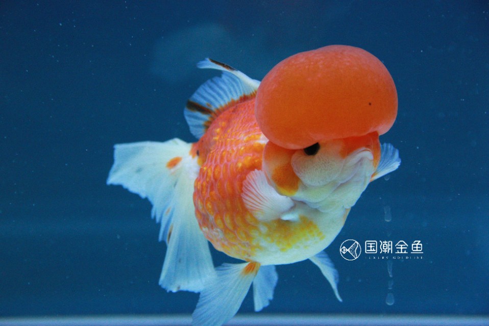 养金鱼没有过滤器要放硝化细菌吗,小球藻和硝化细菌哪种适合养金鱼