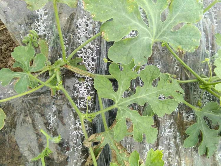 郑杰农资告诉你西瓜裂藤是什么原因造成的？如何预防？