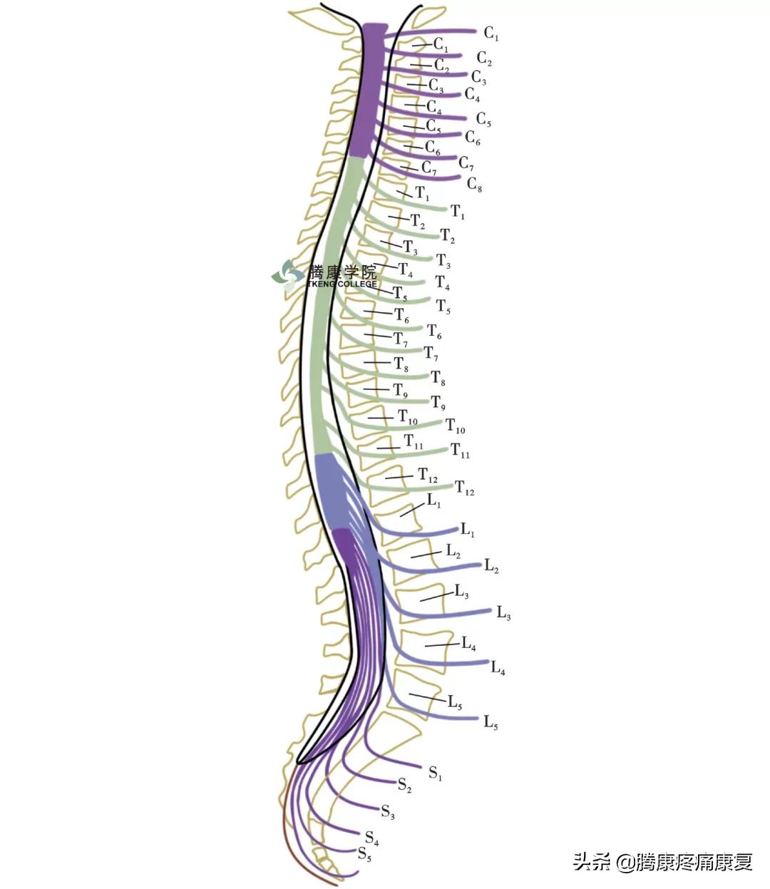 反射痛和牵涉痛,牵涉痛的特点