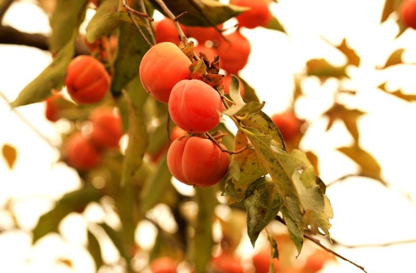 描写柿子的七绝古诗词,描写柿子的优美古诗词名句