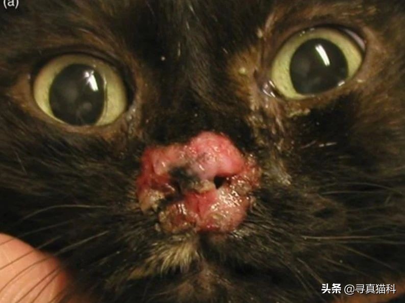 猫传染性上呼吸道感染,猫传染性鼻支气管炎