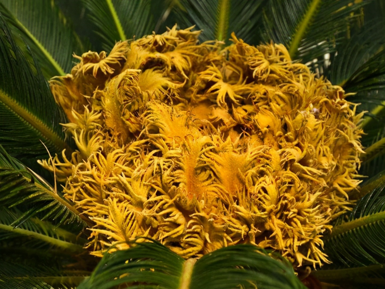 铁树开花的图片为什么不一样,铁树开花图片是什么样子