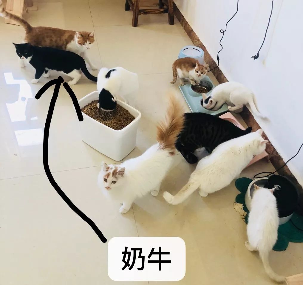 中华田园猫为什么叫中华田园猫呢,中华田园猫乌云盖雪是招财猫吗