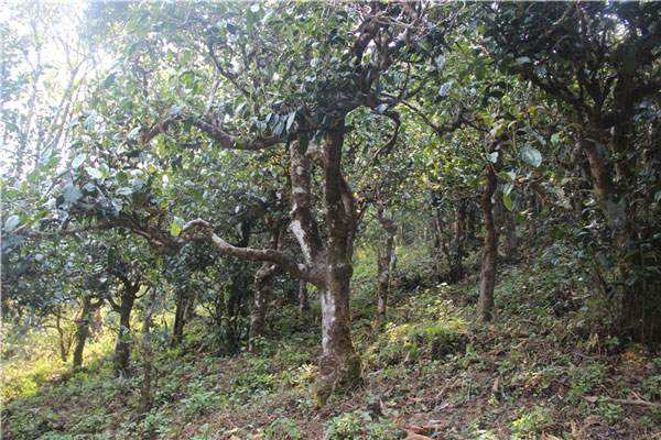 云南普洱茶区六大茶区,普洱茶茶区详细分布图