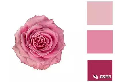 中国玫瑰大家族——雪山玫瑰详解（二）