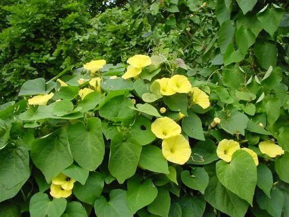 牵牛花到处都可以肆无忌惮的生长,不常见的品种,美出天际!