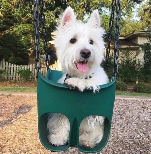 西高地白梗犬拔毛教程,西高地白梗犬美容