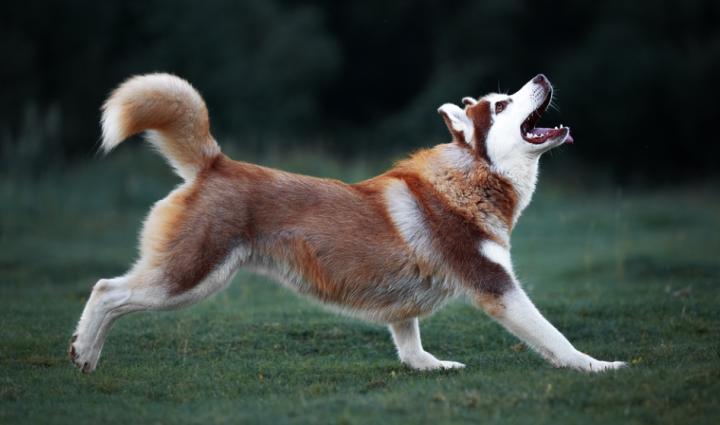 狗被撞了腿瘸了自己能恢复吗,狗突然脚瘸了怎么回事