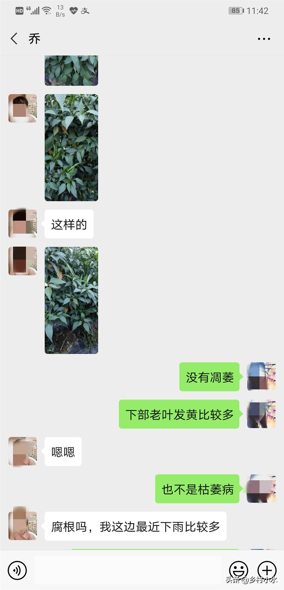 辣椒结辣椒后慢慢变黄了,辣椒叶片发白怎么治
