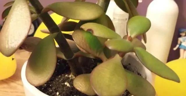 玉树最怕晒什么,玉树最怕冻几年