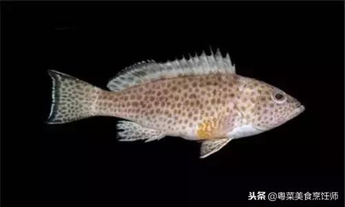 名贵海鲜干货有哪些品种,名贵海鲜水产品种类