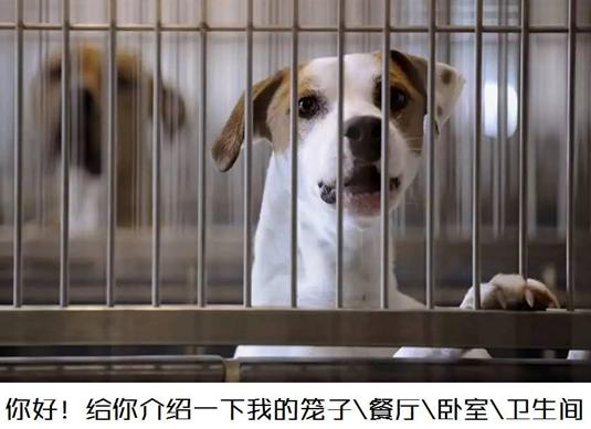 我家狗为啥老喜欢喝水,我家狗喜欢侧睡