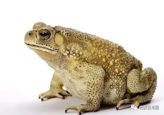 祝大家初五迎财神迎幸福,祝家人和朋友们初五迎财神