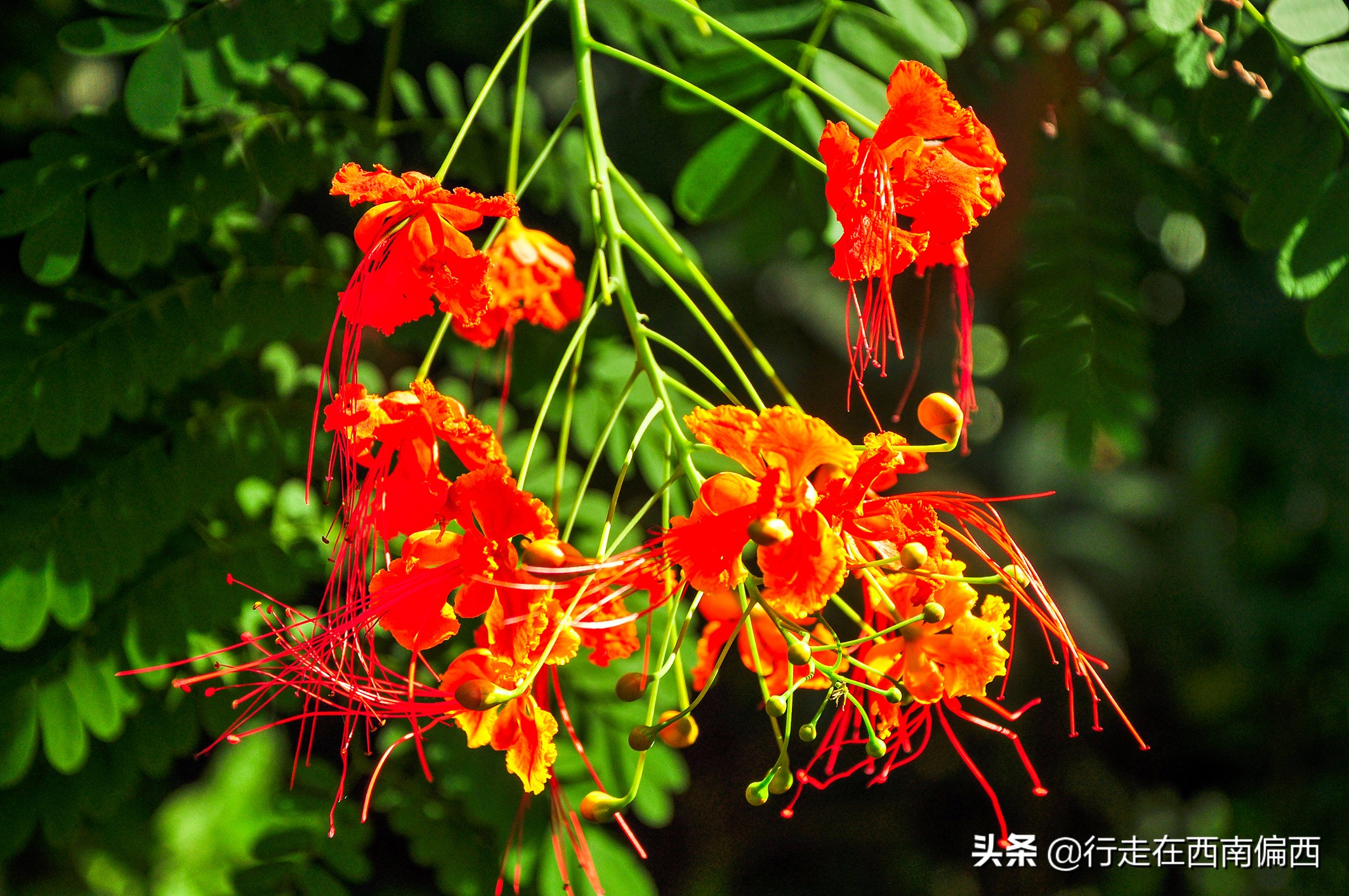 西双版纳五树六花景点,西双版纳都有哪些开花的树