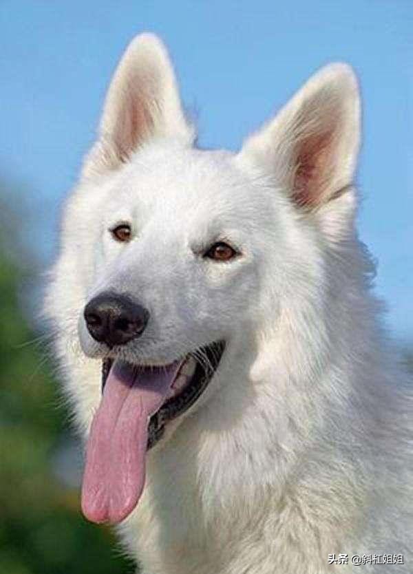 白色德牧和萨摩耶杂交犬,萨摩耶犬德牧