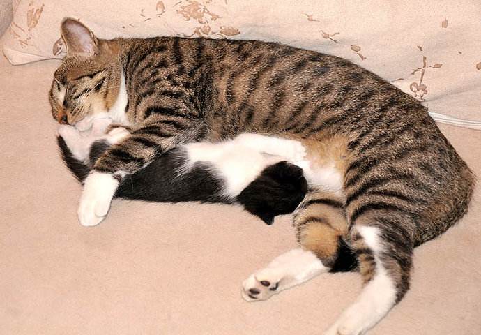 猫咪帮铲屎官暖手指,铲屎官猫咪身藏绝技