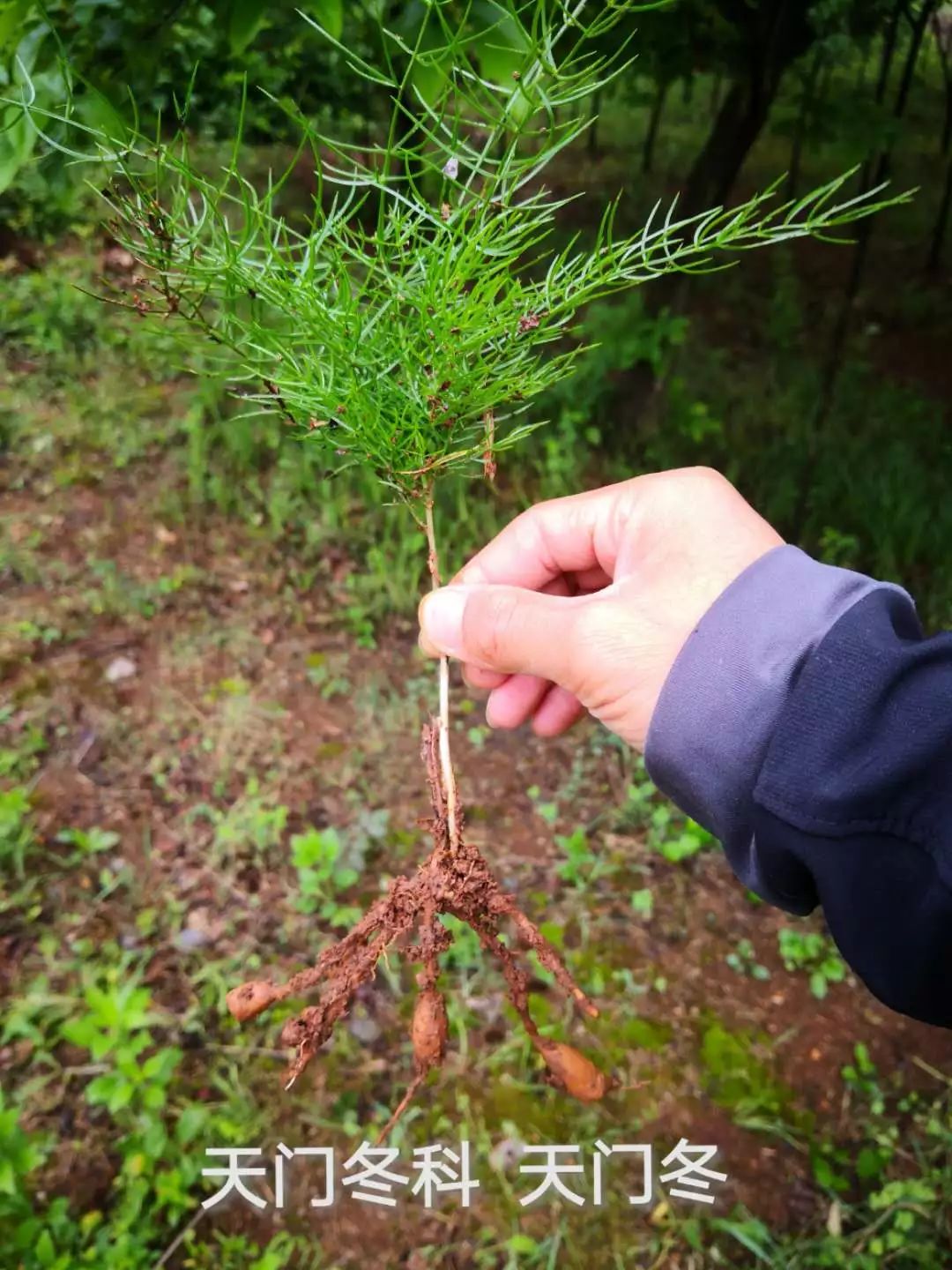 采药终南山,采药山