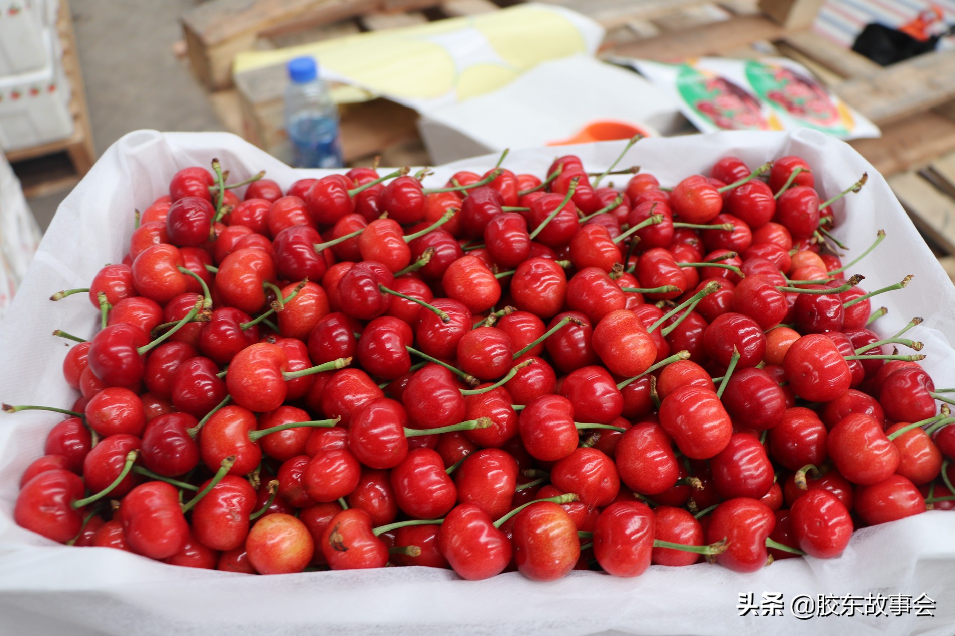 樱桃套袋和苹果套袋的区别,烟台苹果套袋方法