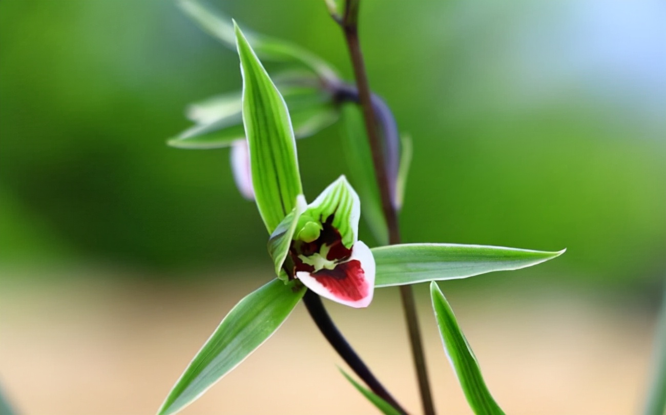 最值得拥有的精品兰花,即香又好看又名贵的兰花