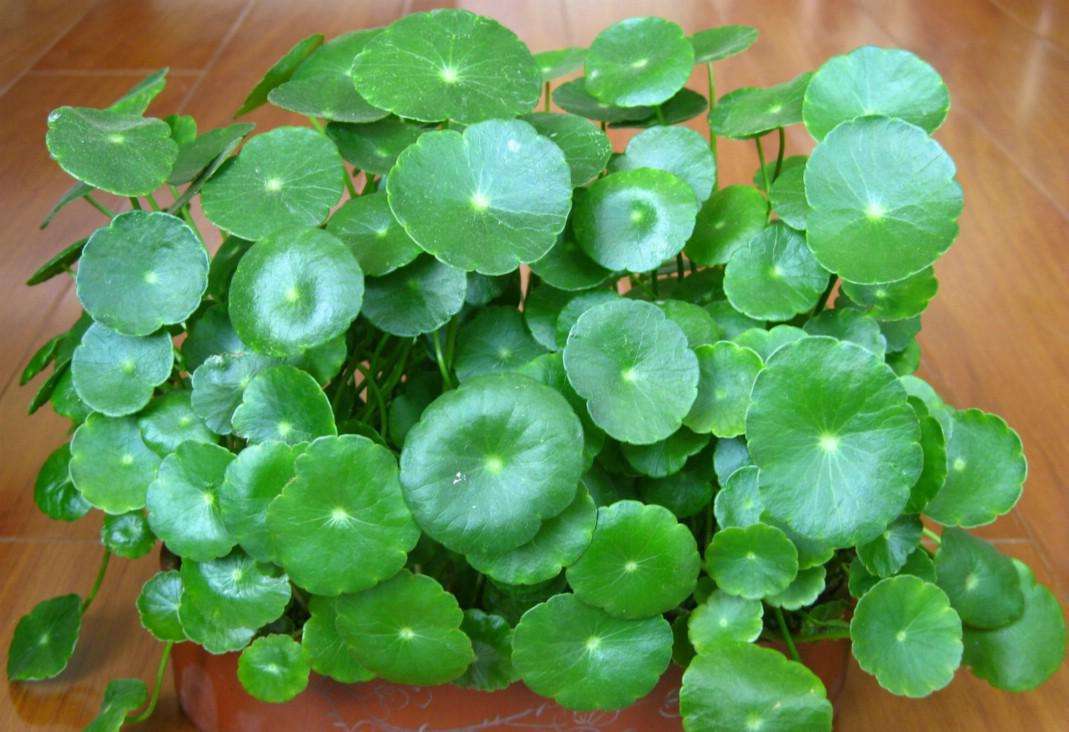 这5种花特别耐涝越浇水越会爆盆,容易浇死的6种花