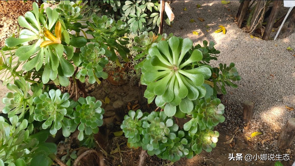 美如画的农场,美如画的生态园