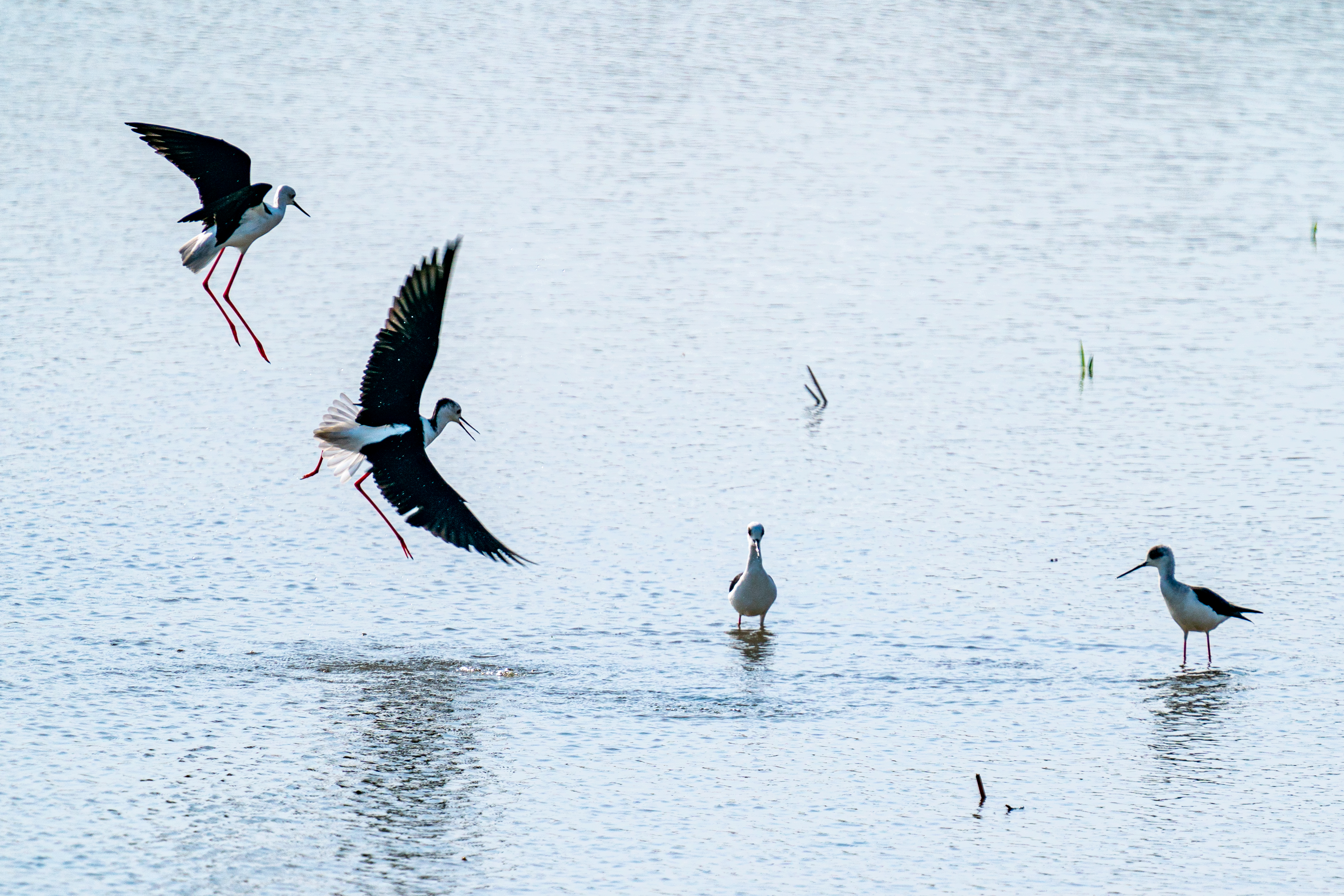 兰考新貌摄影集,兰考摄影团队