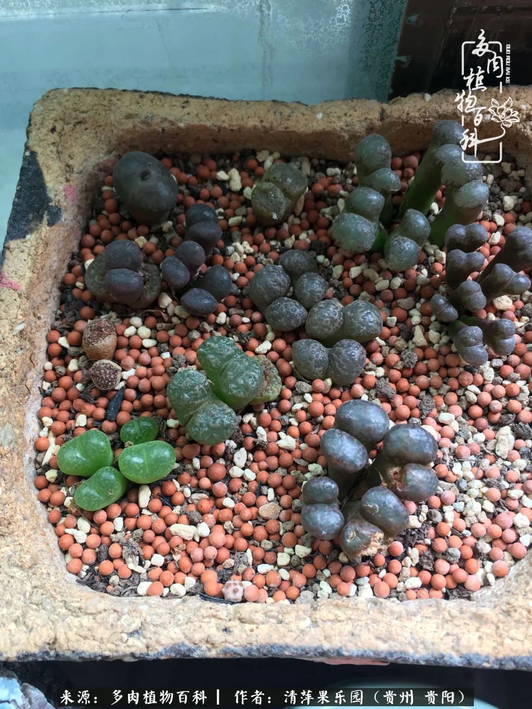 生石花庭院,晶莹剔透的生石花