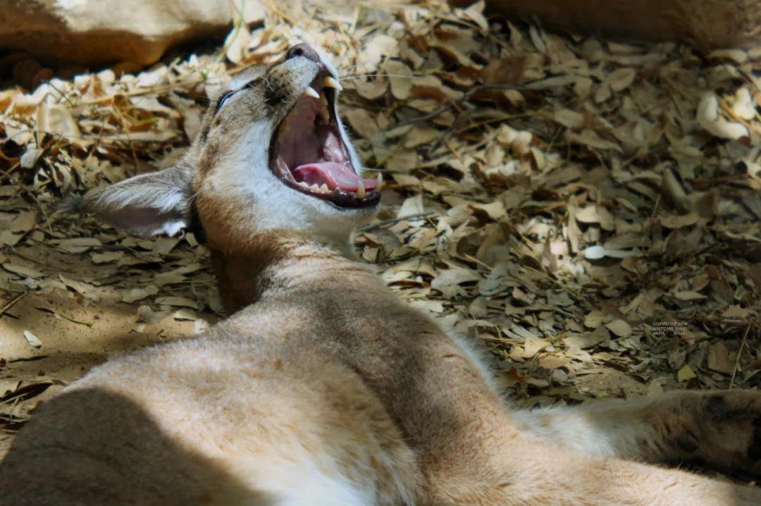 狞猫耳朵非常漂亮会旋转,狞猫一只长相狰狞的猫
