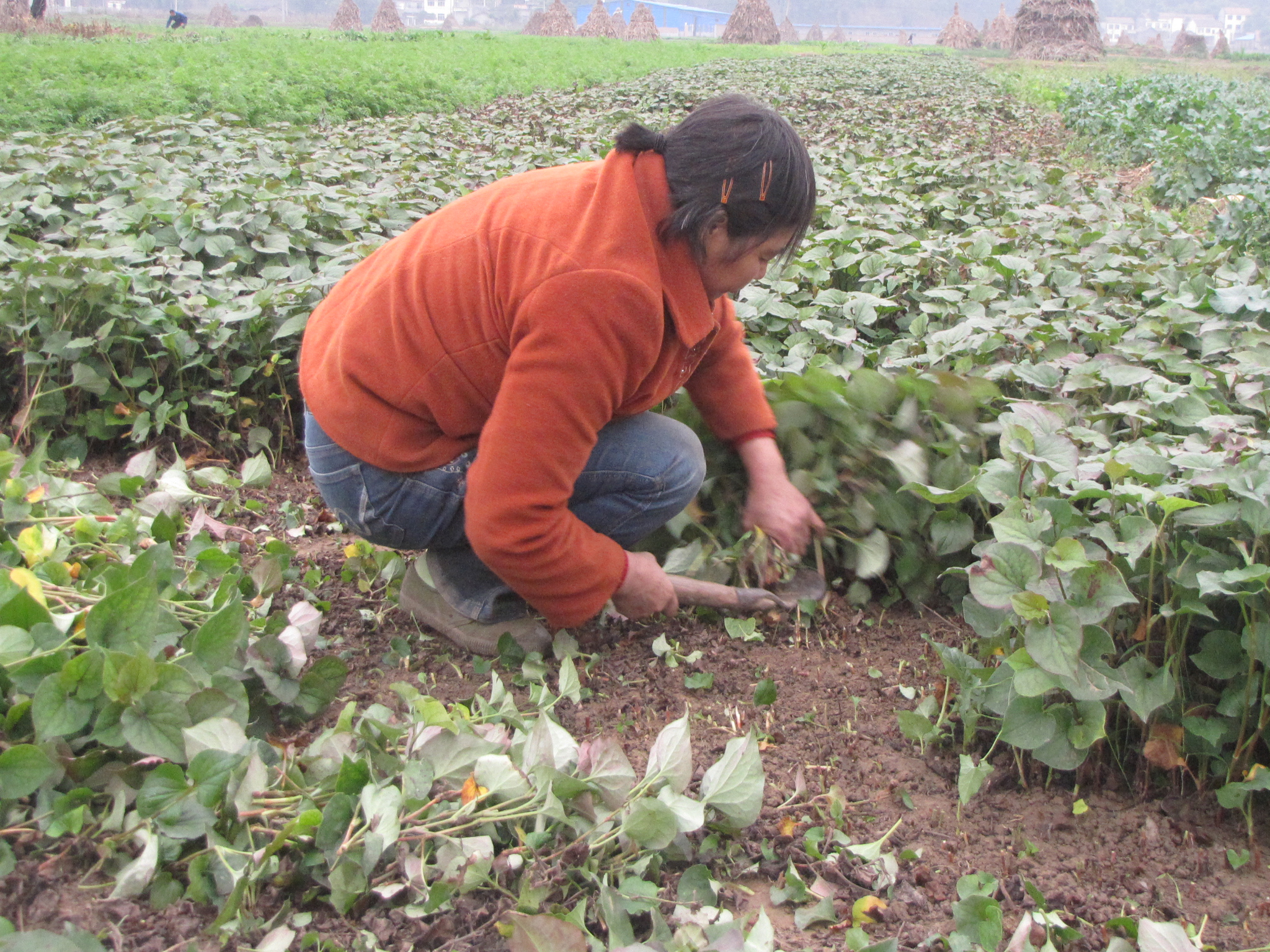 鱼腥草无公害丰产栽培技术,鱼腥草栽培