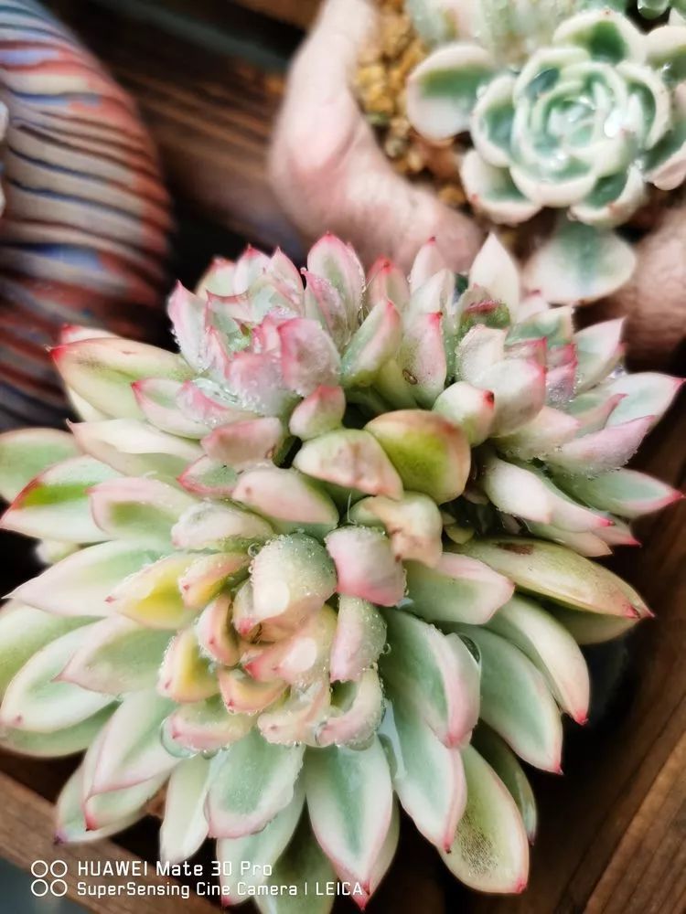 冬日如何更好地养多肉,冬天可以户外养护的多肉