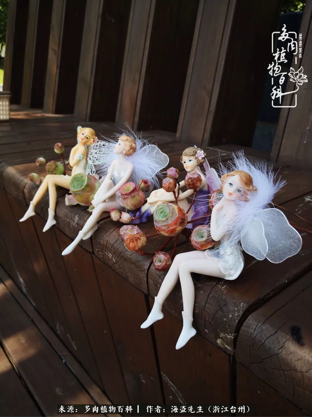 多肉玫瑰多少度休眠,多肉玫瑰唤醒教程