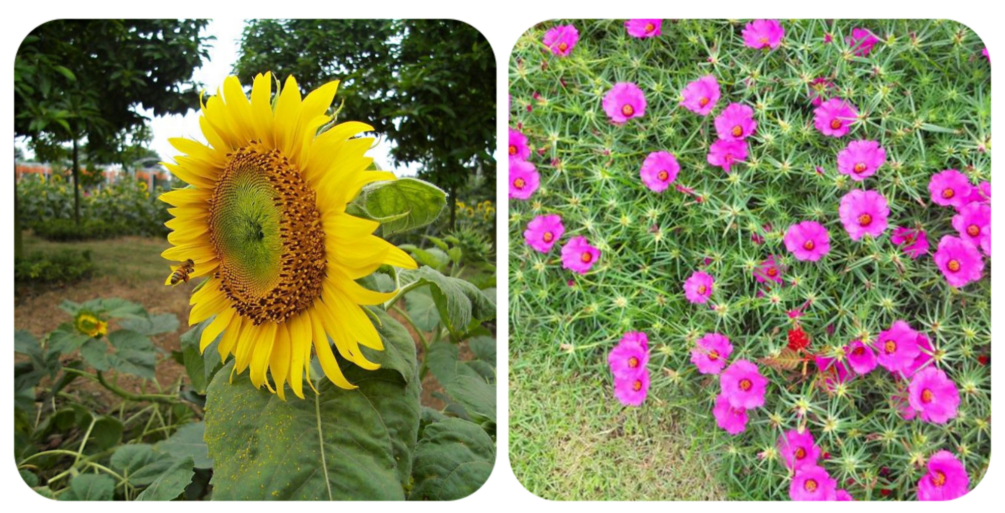 绿化带常见植物名称及图片,100种绿化带或路边常见的花草